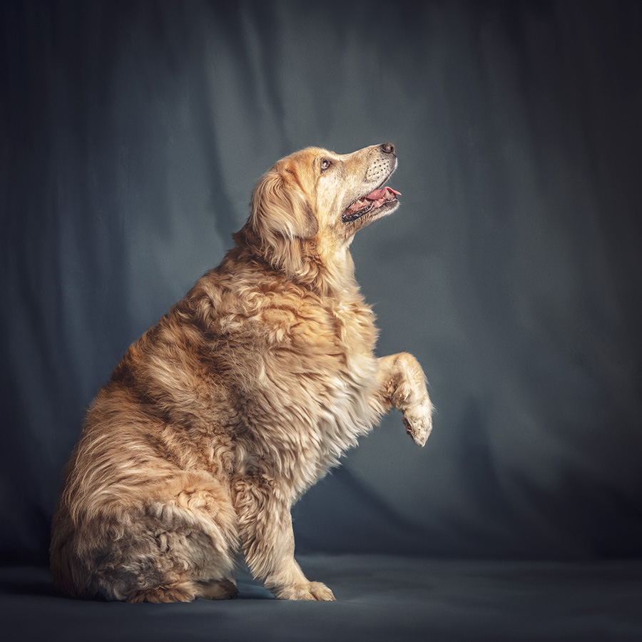 Pupfolio photo gallery - golden retriever labrador