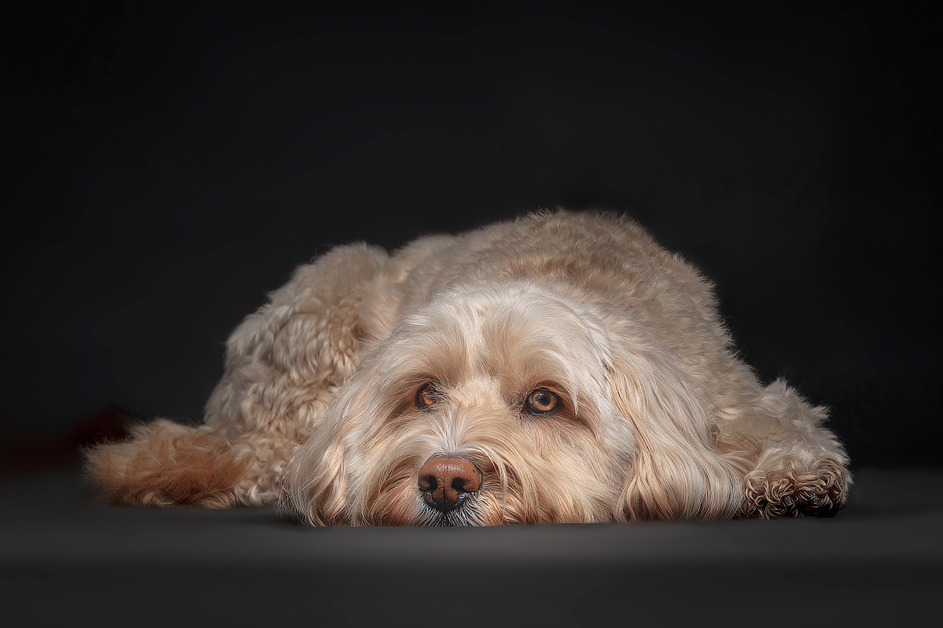 Cockapoodle