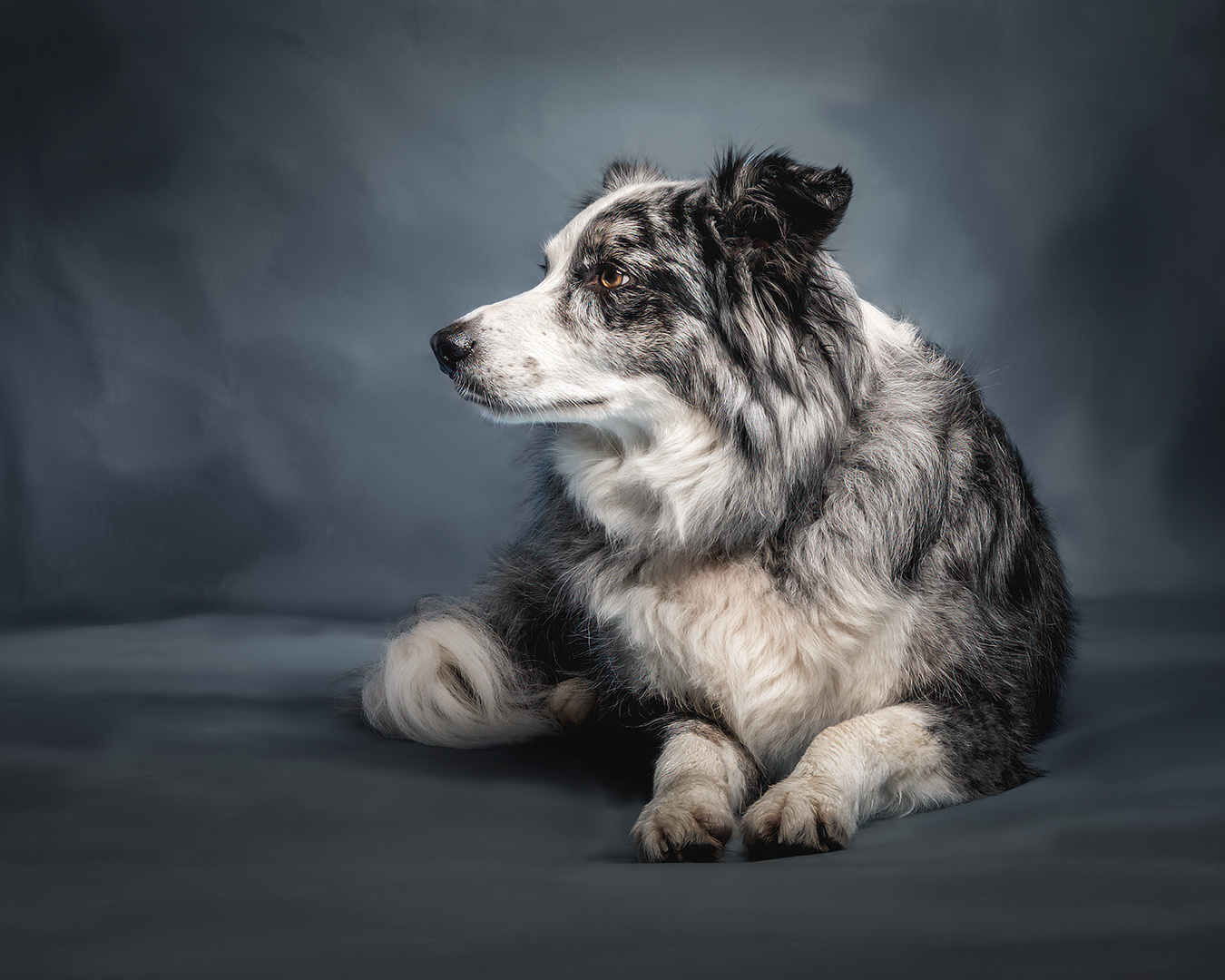 collie dog