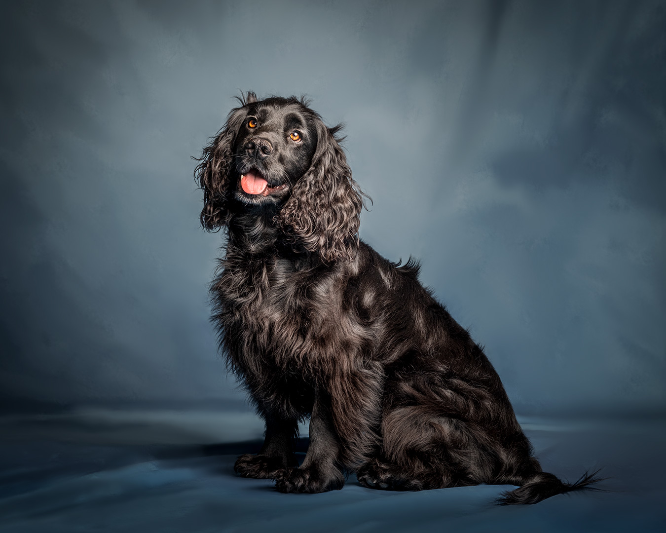beautiful black haired spaniel