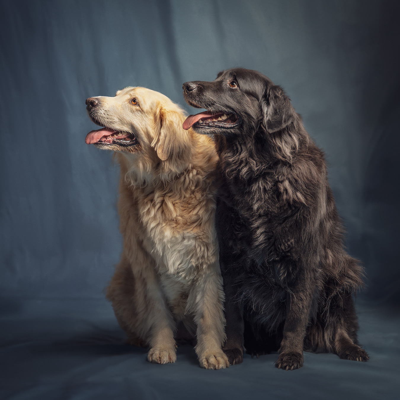 rescued labradors
