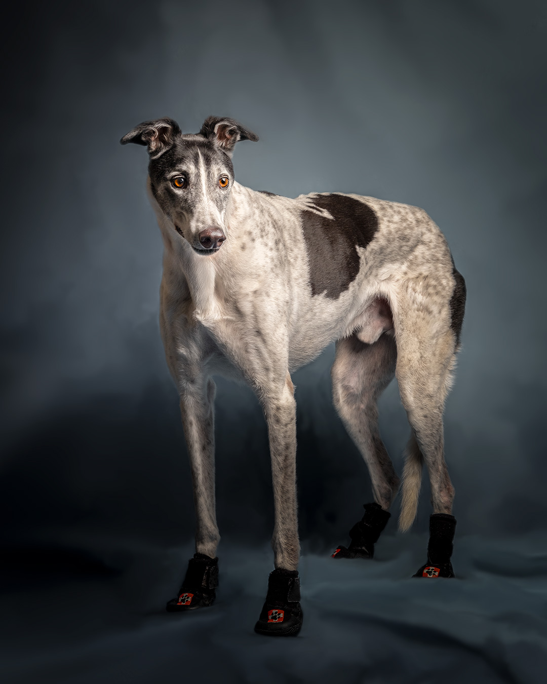 ex-racing rescued greyhound