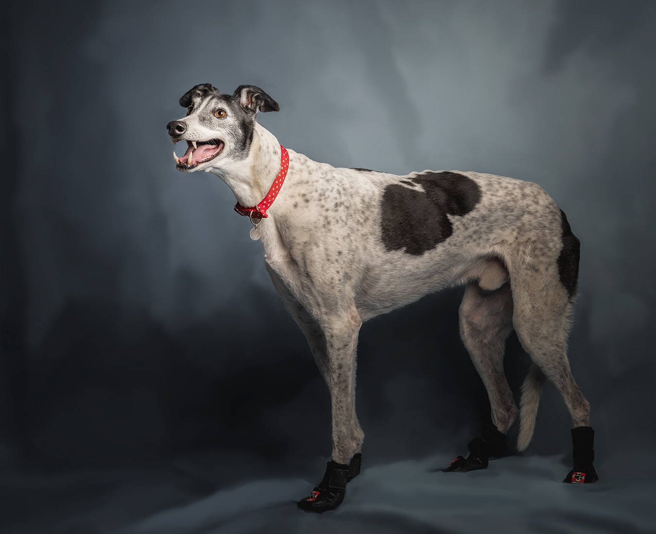 pedro the greyhound in a different pose