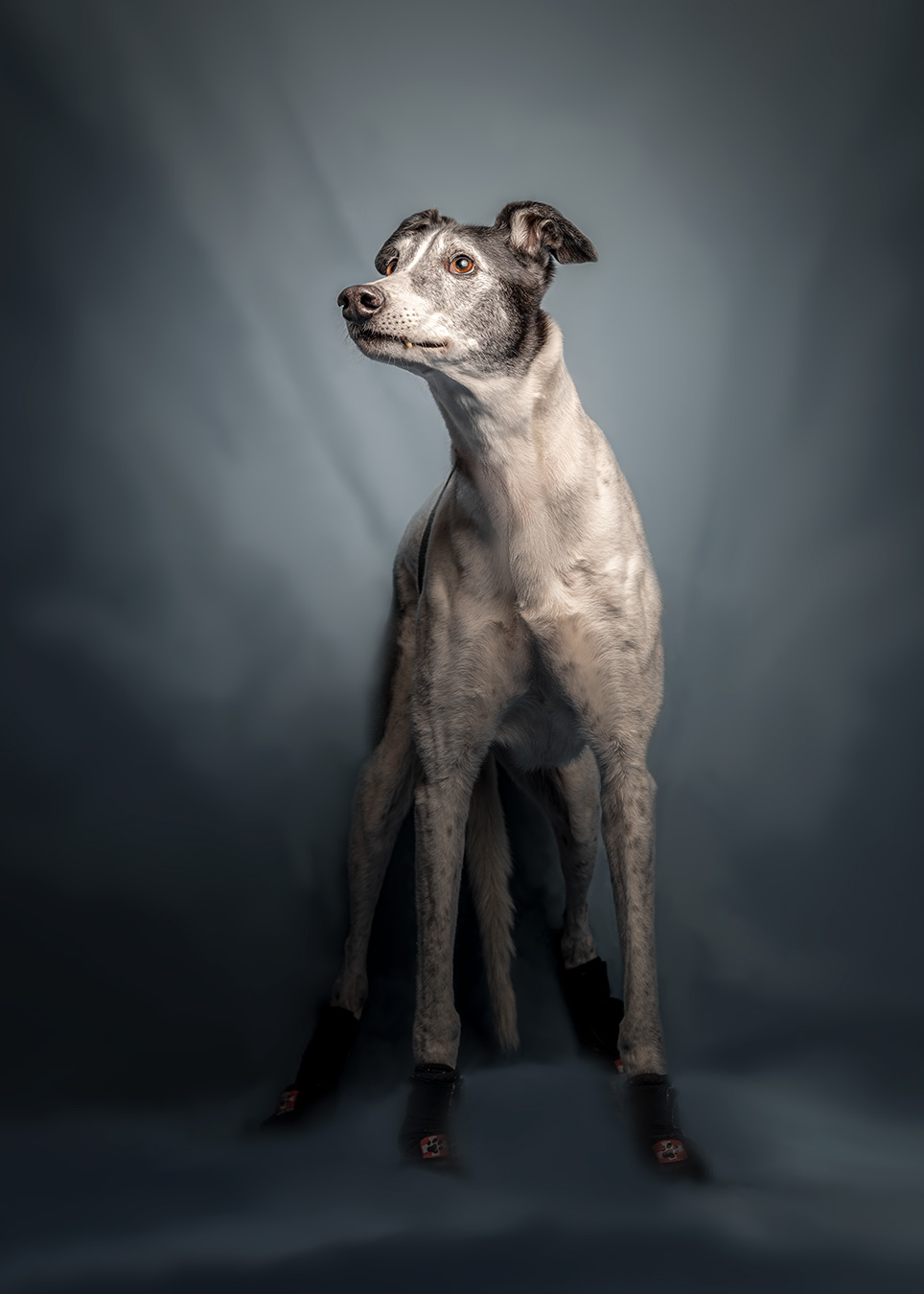 racing greyhound dog