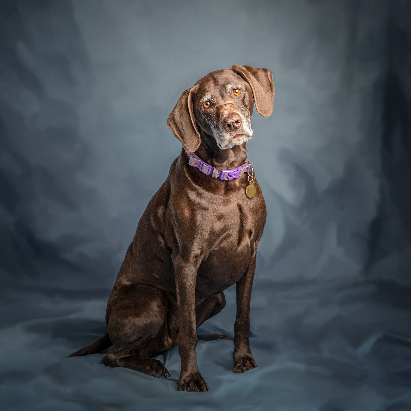 German short-haired pointer
