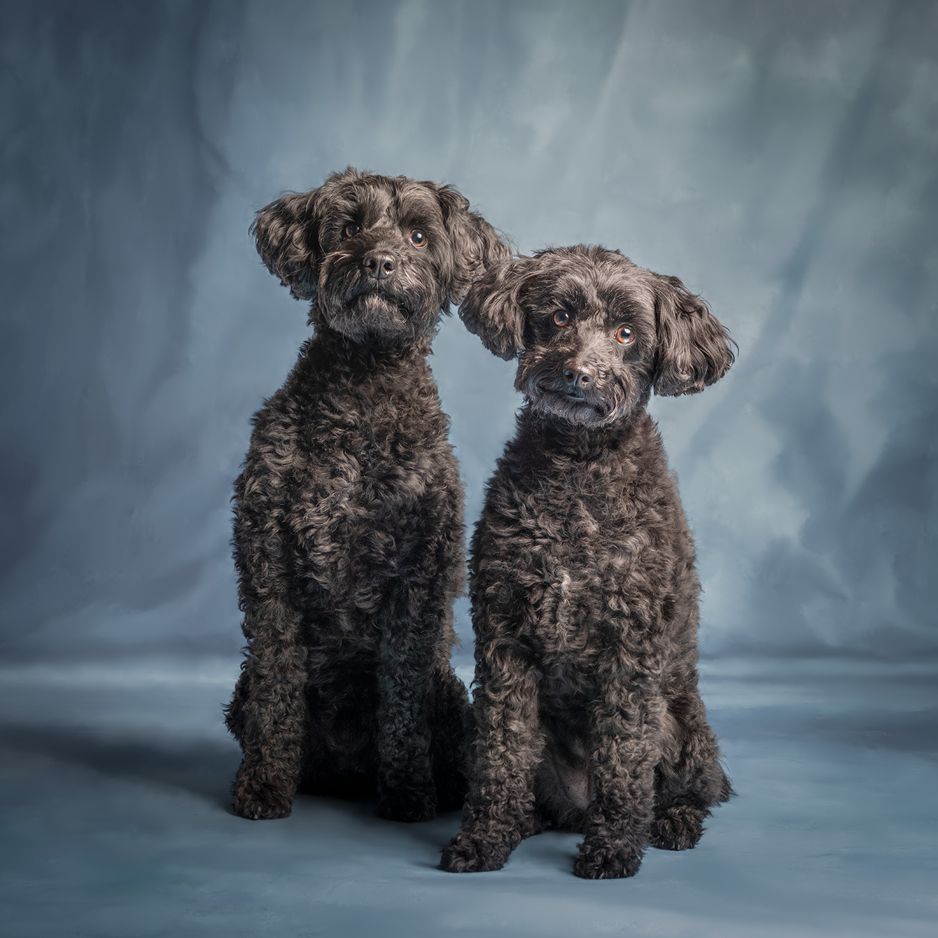 sibling dogs