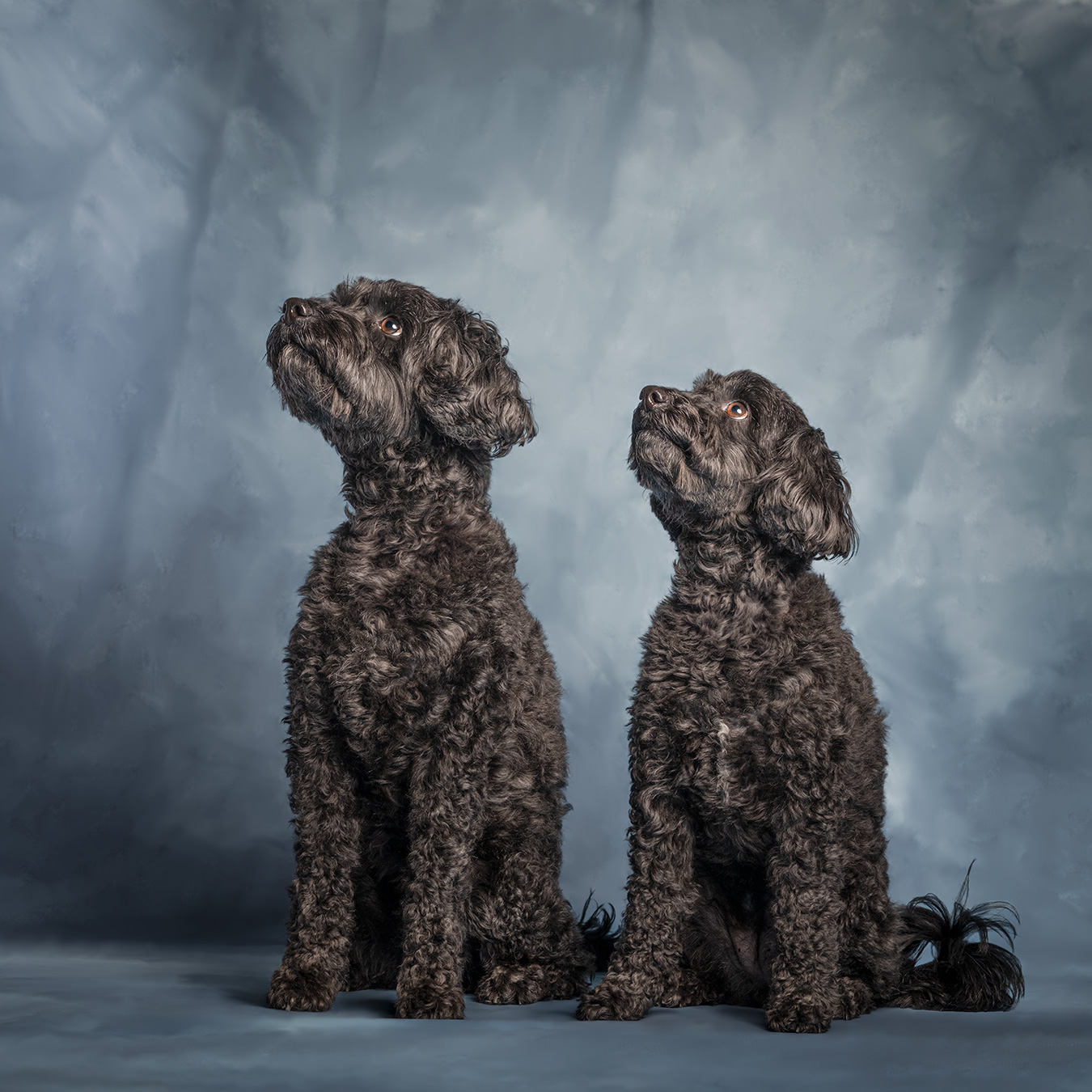 poodle dogs, brother and sister